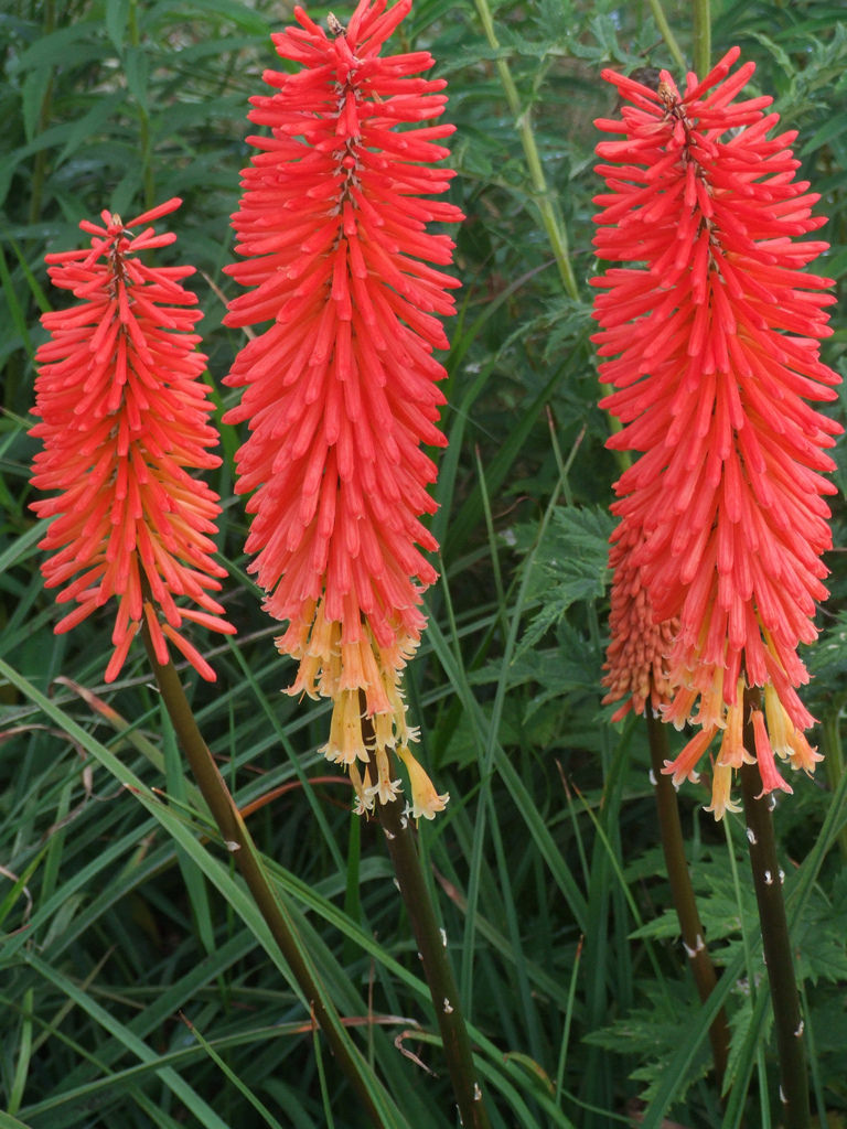 Kniphofia 'Incandesce'